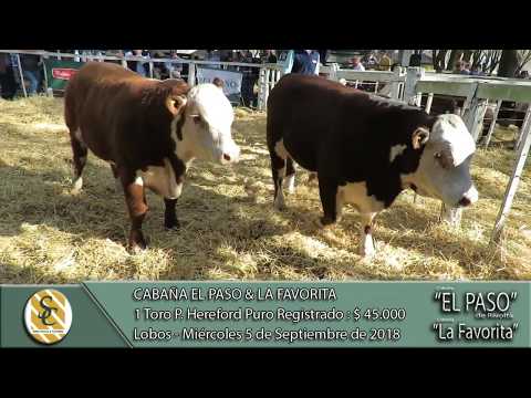 05-09-18 Venta de Toros P. Hereford P.R. - Cabaña El Paso & La Favorita - Lobos