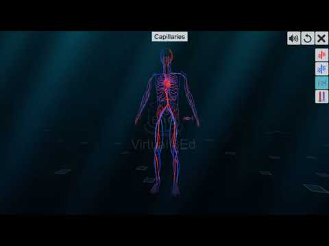 Vascular system