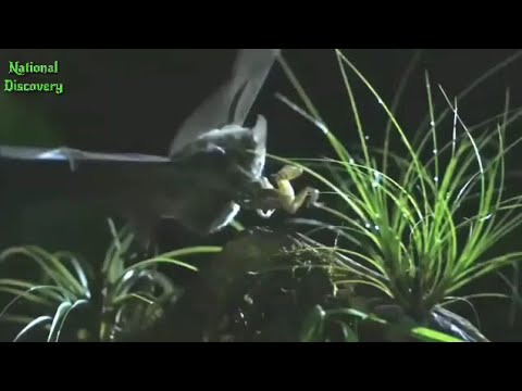 Bat hunting Frog in night by National Discovery