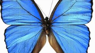 The Butterfly Project