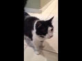 When My Cat Wants Food