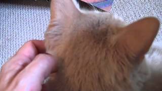 Herbcraft | The Astral Body Electric