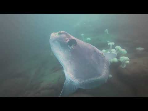 Beach Hopper 12.5.25 dive