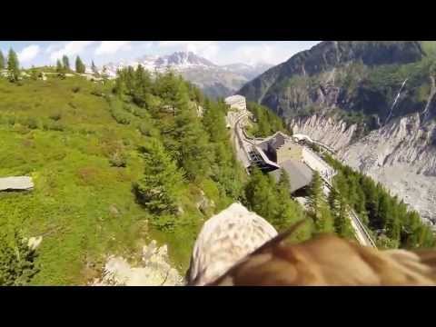 شاهد الفيديو