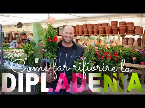 Dipladenia: Come curarla e come farla rifiorire