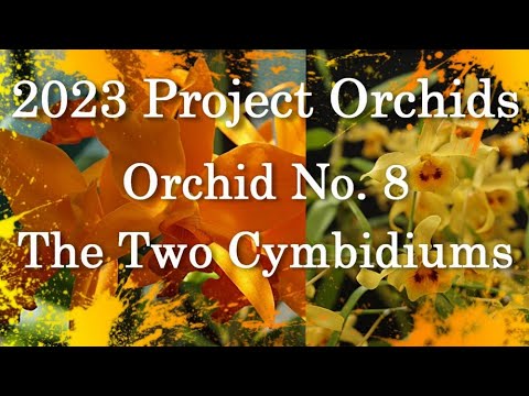 2023 Project Orchids - The Two Cymbidiums