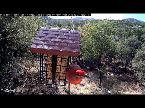 Spectacular Hepatic Tanager Makes a Pair of Visits to the West Texas Suet Feeder | December 23, 2022