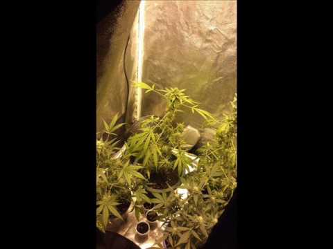 RybaPSG  - Ujebany grubym blantem