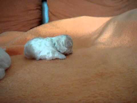 Dášenka - štěňátka 18. den