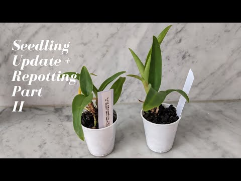Seedling Orchid Update & Repotting | Relax & Repot Part 2 - Transitions to Leca  / Semi Hydro + Husk