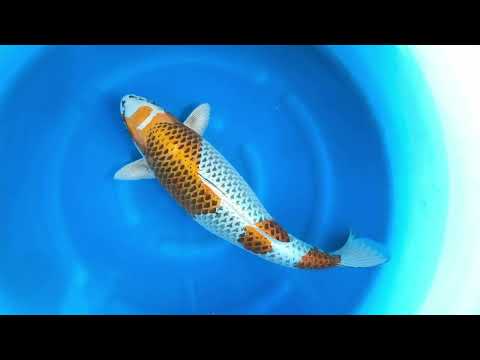 JKS Online Auction: JKSAC-2025-11-14 4Y Yellow Kujaku 65 cm