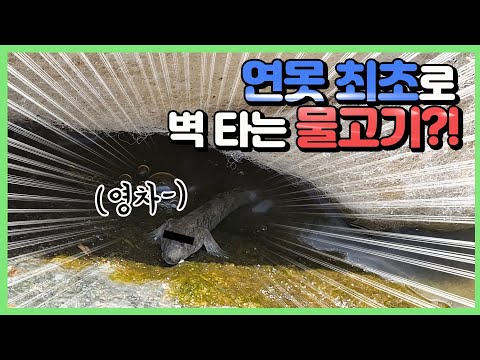 지금까지 이런 물고기(?)는 없었습니다 #말뚝망둑