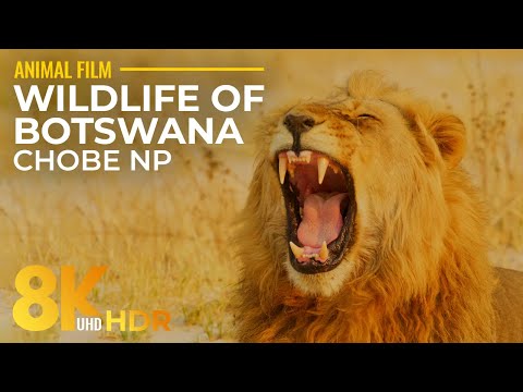 8K HDR Wildlife of Botswana - Wild Animals of Savuti, Linyanti and Riverfront of Chobe NP