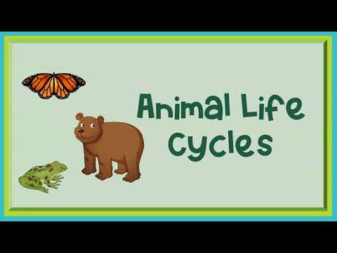 Animal Life Cycles