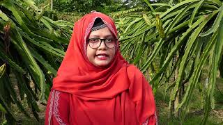 বাণিজ্যিকভাবে ড্রাগন ফলের চাষ পদ্ধতি , মনোহরদী, নরসিংদী।