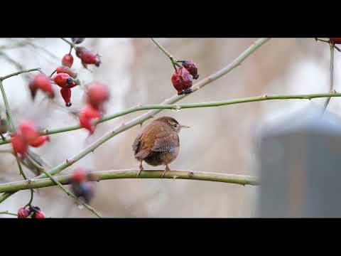 Backyard Birds (4K) 2 Hour Ambient Nature Film with Real Bird Sounds - Washington State