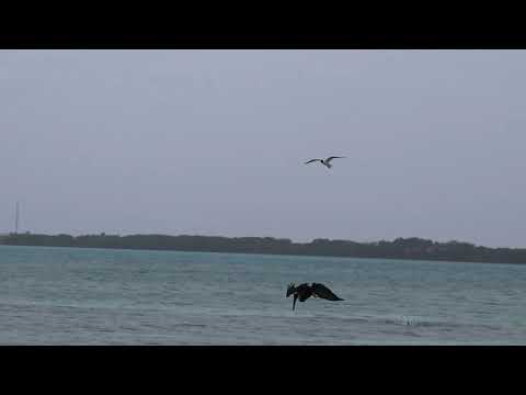 Pelikaan vist op Bonaire 1
