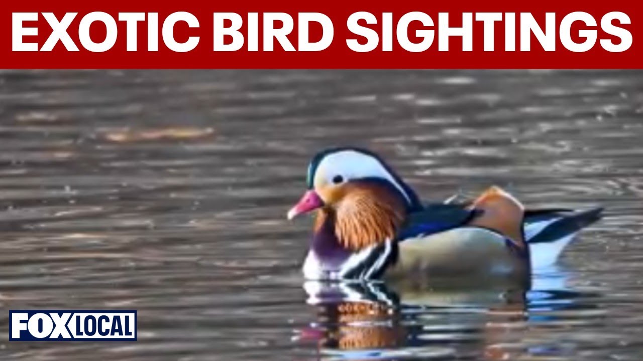 Exotic bird sightings rise across tri-state and Long Island