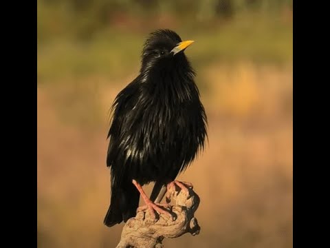 ESTORNINO NEGRO | SPOTLESS STARLING | Sturnus unicolo
