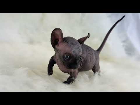 Noir the Rare Black Dwelf – A Tiny, Elegant, One-of-a-Kind Companion 🖤