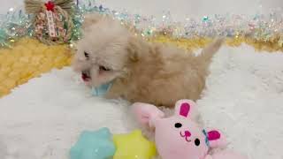 ハーフ犬の動画01
