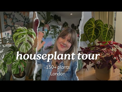 Full Houseplant TOUR 🪴 150+ plants! Spring 2024
