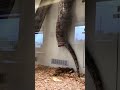 Did You Know Snakes Poop Pee Mate And Have Babies Out Of The Same Hole It S Called Their Cloac