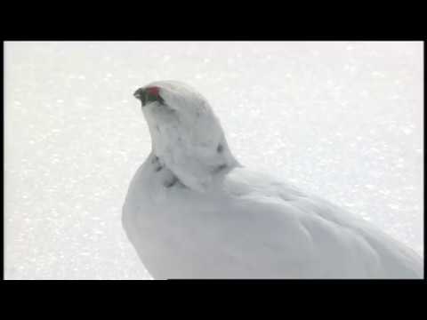 立山黒部アルペンルート 冬