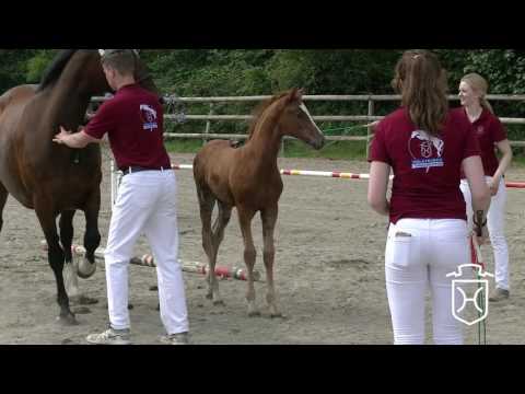 RD093 Stutfohlen von Quality Time - Con Air - Cor de la Bryère