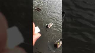 例大祭の日に鯉や鴨に餌をあげるだけの動画