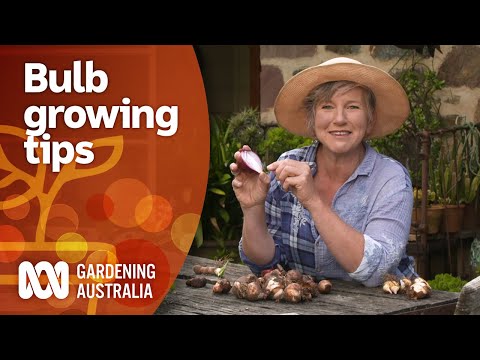 Everything you need to know about growing bulbs | Gardening 101 | Gardening Australia