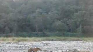 preview picture of video 'Tiger in Corbett'