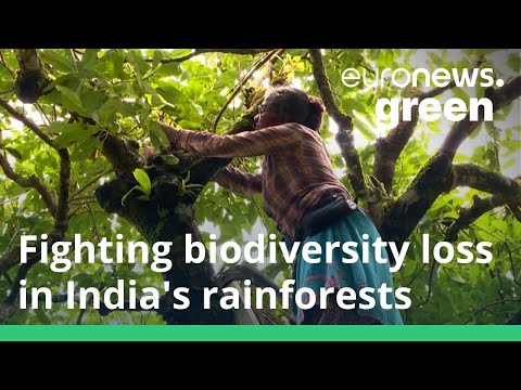 India's all-female rainforest team take on cobras to protect biodiversity