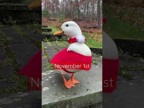 , title : 'As ducks, we skip Thanksgiving & go straight to Christmas🎃🎄 #Shorts30 #Christmas2022 #Ducks'