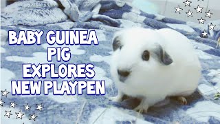 Baby Guinea Pig Explores New Playpen