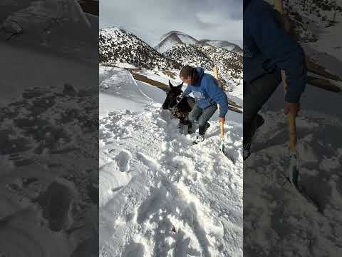 #رشيد_المغربي_مربي_دجاج