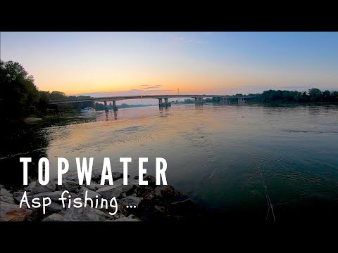 TOPWATER EXPLOSIONS while fishing for ASP ...