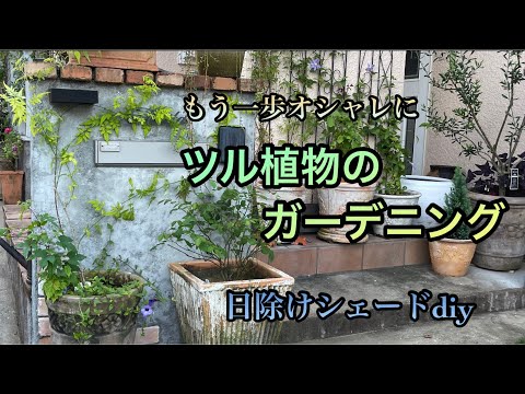 つるバラ「ジャスミナ」 植物