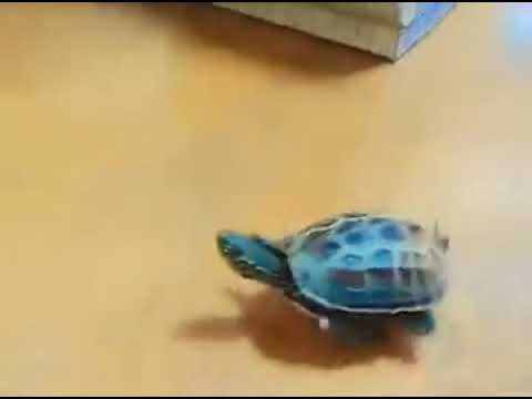 Turtle on Tech Deck Chases a Cat