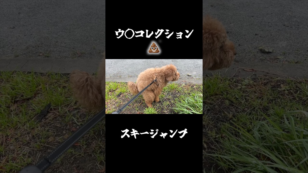 犬のウ◯コレクション。