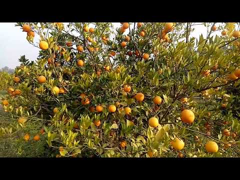 BatiKot Nangarhar (NGR)