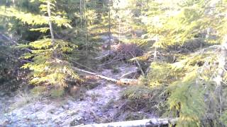 preview picture of video 'A forest walk in Dalarna, Sweden'