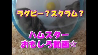 ラグビー？スクラム？(ハムスターおもしろ動画)