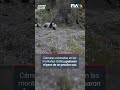 ¿Un oso peculiar? Captan un oso marrón, subespecie del panda, que no se veía desde 2018