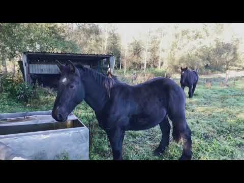Natuurreservaat De Nuchten  in Idegem -  Oost Vlaanderen.