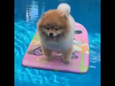 Anteprima Video Questo cane adora stare in piscina...e voi?