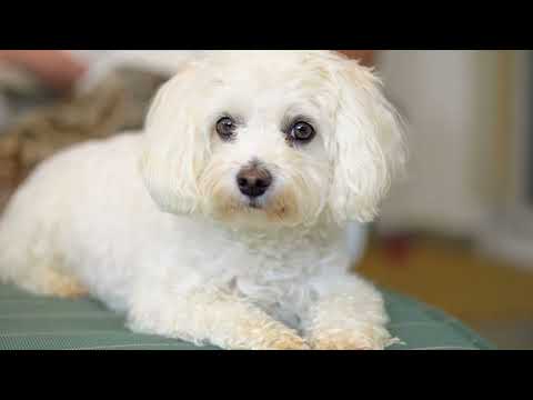 Havanese vs Maltese: Size, Personality, and Appearance