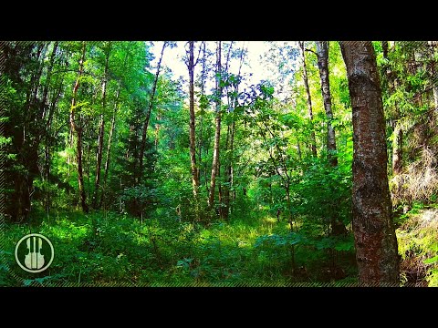Best Nightingale Song and Singing Birds in the Sunny Forest for Relaxation