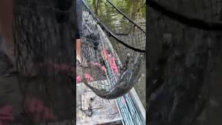 Catching catfish #fishing #viral #catfish #fish #shorts #catfishing #limblines