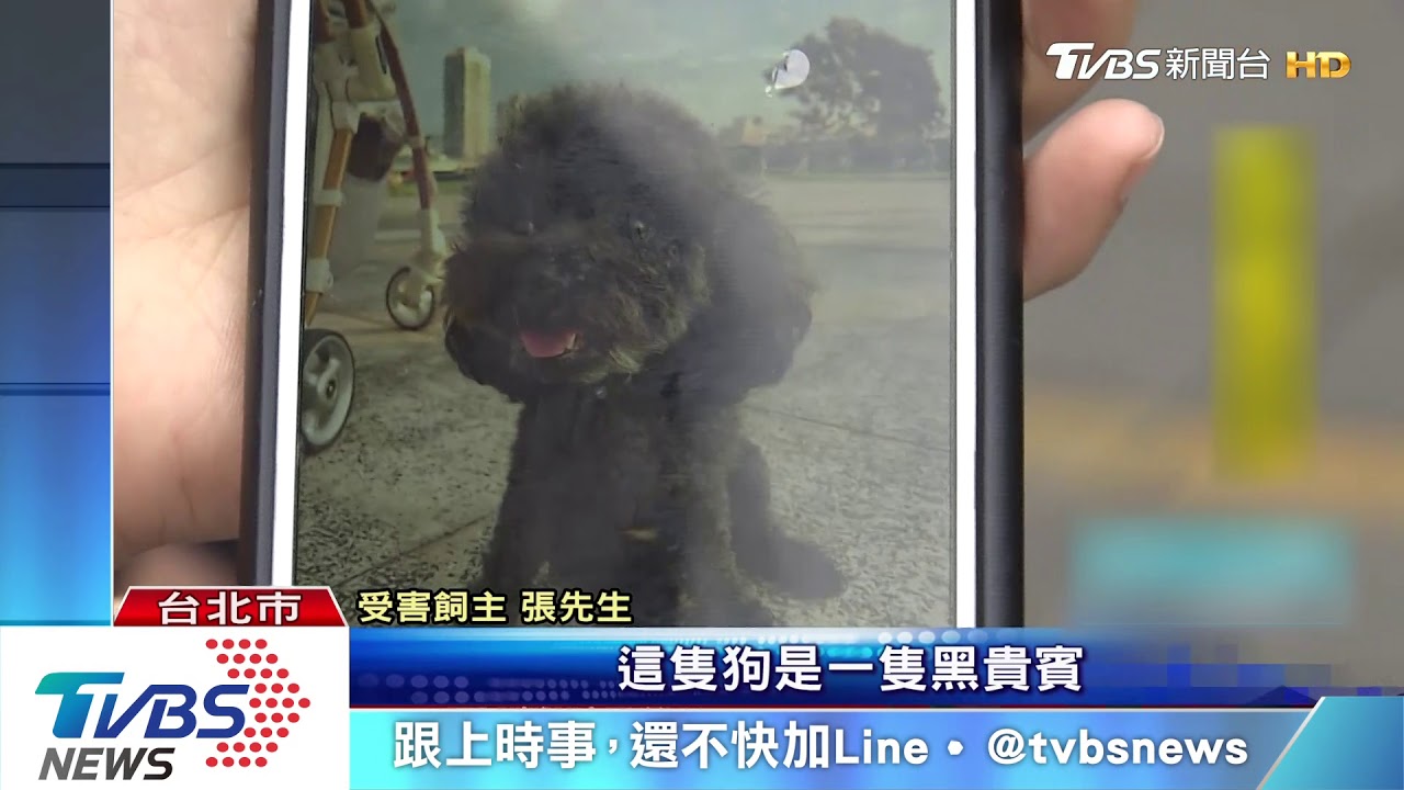 開千萬賓利竟抱走別人愛犬! 飼主報案